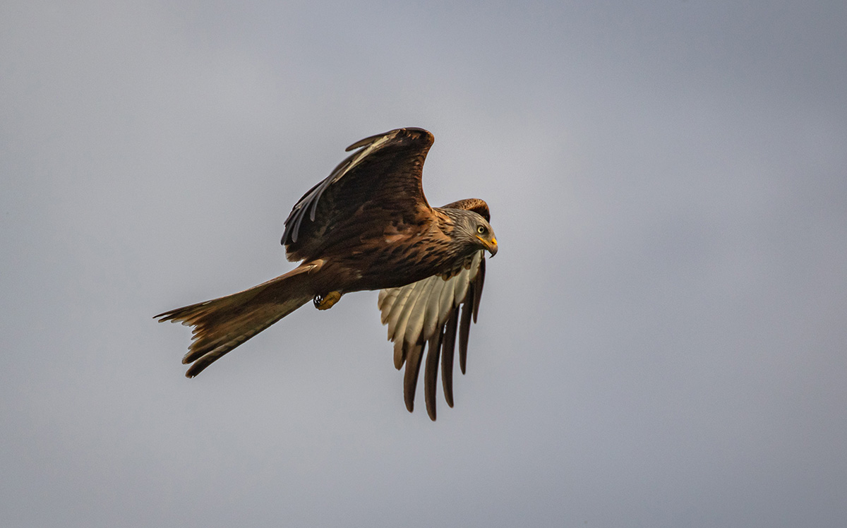 Kite 001