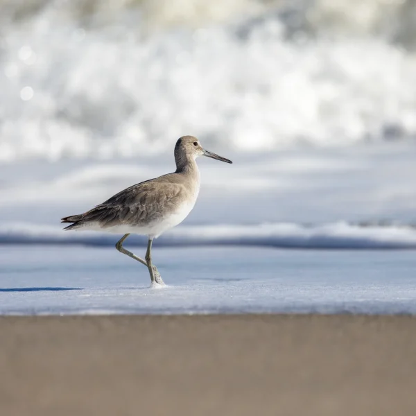 Second Place - Willet on Floridian Shoreline by Mark Ellis