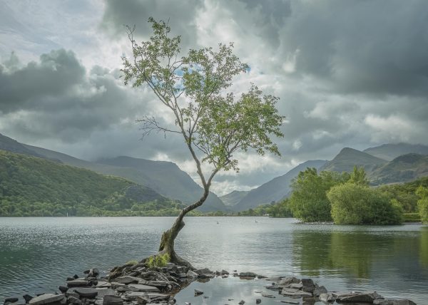 Gnarled Birch Tree at Llanberis 1