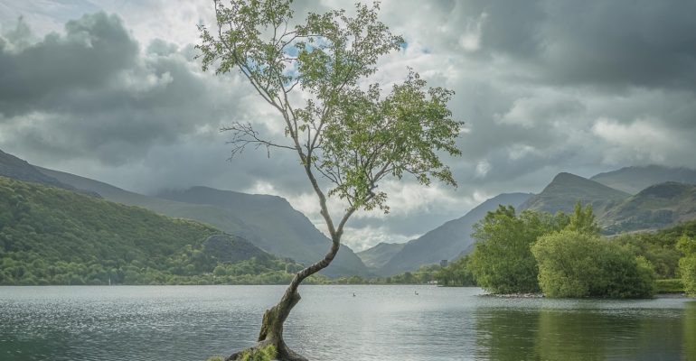 Gnarled Birch Tree at Llanberis 2
