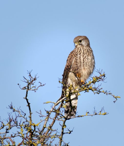 Kestrel in tree